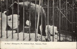 Bear at Menagerie, Point Defaince Park Tacoma, WA Postcard Postcard