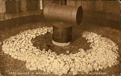 1700 chicks in brooder house Postcard