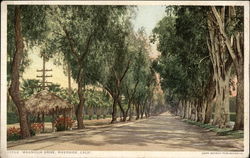 Magnolia Drive Postcard