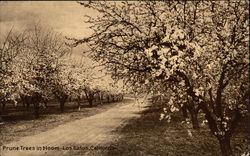 Prune Trees in Bloom Postcard