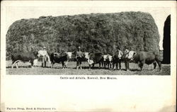 Cattle and Alfafa Postcard