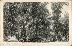 Fruit on Tree (Apples) Roswell, NM Postcard Postcard