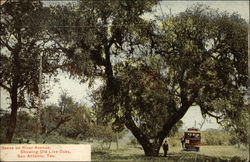 Scene on River Avenue, Showing Old Live Oaks San Antonio, TX Postcard Postcard