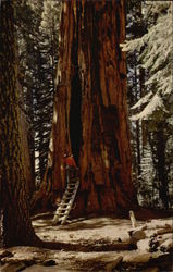 Room Tree, Giant Forest, Sequoia National Park Postcard