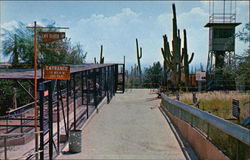 Sonora Desert Museum Postcard