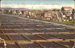 Prune Drying in California, Santa Clara Valley Postcard Postcard