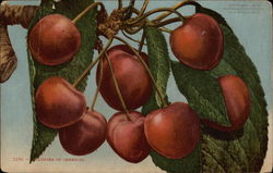 Cluster of Cherries Postcard