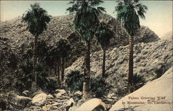 Palms Growing Wild in Mountains Postcard