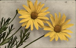 Yellow Marguerite Daisy Postcard