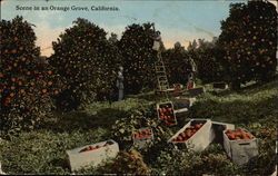 Scene in an Orange Grove Postcard