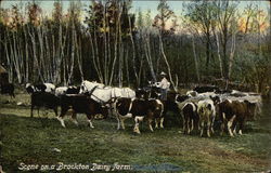 Scene on a Brockton Dairy Farm Postcard