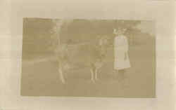 Dairy Cow Postcard