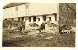 Herd of 12 Heffers Cows & Cattle Postcard Postcard