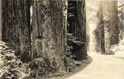 The Redwood Highway Postcard