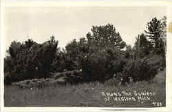 Among The Juniper Of Western Mich Postcard