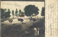 Ostrich Farm Postcard