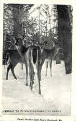 Hoping To Pickup A Couple Of Bucks Deer Postcard Postcard