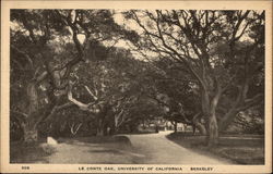 University of California - Le Conte Oak Berkeley, CA Postcard Postcard