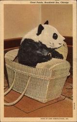 Brookfield Zoo - Giant Panda "Mei Mei" Chicago, IL Postcard Postcard