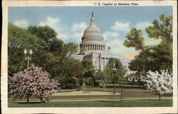 U.S. Capitol at Blossom Time Postcard