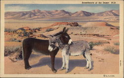 Sweethearts of the Desert Postcard