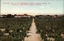 Panoramic View of the Italian-Swiss Colony's Immense Winery and Vineyard Asti, CA Postcard Postcard