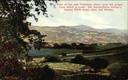 View of Asti Vinyard Postcard