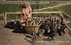 Ostrich Chicks at the Ostrich Farm Postcard