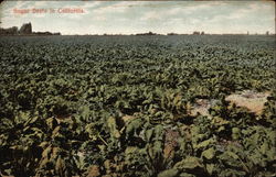 Sugar Beets in California Postcard