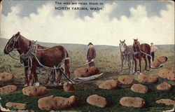 The Way We Raise Them - Potatoes Yakima, WA Postcard Postcard