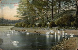 Swans at Jamaica Pond Boston, MA Postcard Postcard