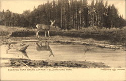 Deer in the Evening Near Grand Canyon - Yellowstone Park Postcard