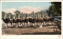 "Charge of the Light Brigade" - A Herd of Ostriches Postcard