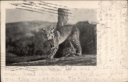 Lynx Cats Postcard Postcard