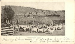 A Scene in New Mexico Postcard