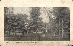 View of "Whitfield" Postcard