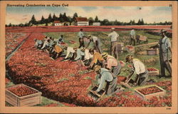 Harvesting Cranberries on Cape Cod Postcard