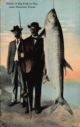 Catch of Big Fish in Bay Houston, TX Postcard Postcard