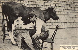 From Producer to Consumer Direct, Beach Farm Wells Beach, ME Postcard Postcard