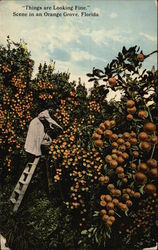 "Things are Looking Fine" Scene in an Orange Grove Postcard