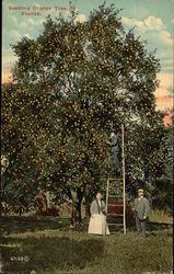 Seedling Orange Tree Postcard