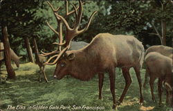 The Elks in Golden Gate Park Postcard