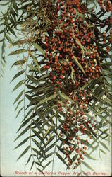 Branch of Pepper Tree with Berries California Trees Postcard Postcard