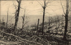 View of Devastated Forest in France World War I Postcard Postcard