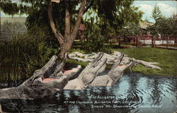 The Alligator Quartette at the California Alligator Farm singing 'Way Down Upon the Swanee River" Postcard