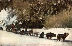 Yukon Dog Team Freighting Through Alaskan Canyon Postcard