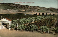 Orange Grove Porterville, CA Postcard Postcard