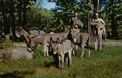 Catskill Game Farm - African Pygmy Donkeys New York Postcard Postcard