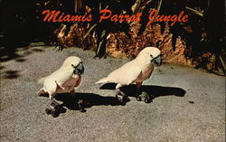 Miami's Parrot Jungle Postcard