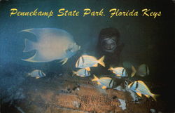 Pennekamp State Park Key Largo, FL Postcard Postcard